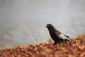 black crow walking and shouting trough grassland covered by yellow and red autumn leaves, Corvus corone