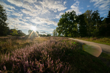 heath landscape in summerwith sunshine