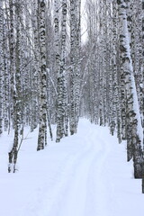 Ski track under the branches in the snow of the winter forest