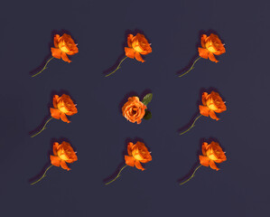 Obraz na płótnie Canvas Yellow roses lay down on pastel dark purple background. Flat lay horizontal composition, seamless pattern. Minimal romantic Valentines or International Women's day vintage concept