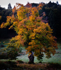 foliage stunning color of a tree in November 