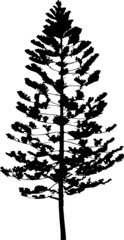 Pine EPS, Pine Silhouette, Pine Vector, Pine Cut File, Pine Vector