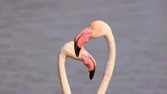 Detail of heads of Greater flamingo (Phoenicopterus roseus) running to start the flight in the Marismas del Odiel Natural Park, Huelva, Spain