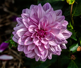 View of dahlia in the garden. Variety - Creme de cassis