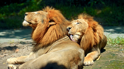 wild African lions in the wild with a large mane lie on the ground during the day under the rays of the sun and lick each other