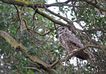 Barn owl settling down for day.