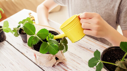 Strawberry plant in pot. Growing berries for a healthy diet in pots. Varietal strawberry sprouts in...