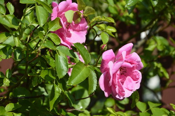 Close-Up Of Pink Roses.Bush of pink roses, summertime floral background