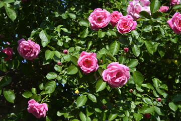 Close-Up Of Pink Roses.Bush of pink roses, summertime floral background