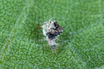 Fototapeta premium lacewing larva (Neuroptera: Chrysopidae). A predator that hunts other small animals.