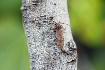 Long-whiskered beetles (Cerambycidae), brown, with a soft, full body on the hind wings