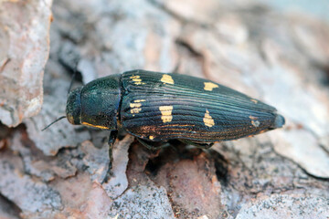 Jewel beetle - Buprestidae, Buprestis octoguttata on pine bark.