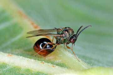 Parasitic Hymenoptera of the family Eucharitidae - Stilbula cyniformis. The larvae of this wasp parasitize ants.