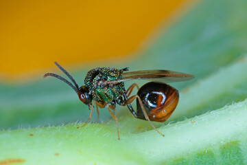 Parasitic Hymenoptera of the family Eucharitidae - Stilbula cyniformis. The larvae of this wasp...