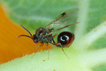Parasitic Hymenoptera of the family Eucharitidae - Stilbula cyniformis. The larvae of this wasp...