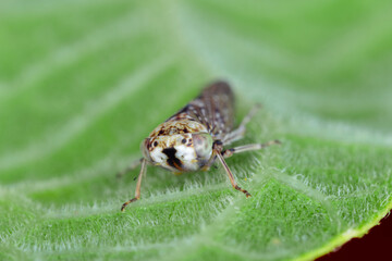 Leafhopper Acericerus vittifrons on a leaf.