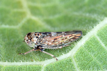 Leafhopper Acericerus vittifrons on a leaf.