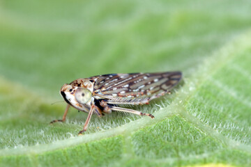 Leafhopper Acericerus vittifrons on a leaf.