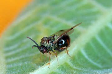 Parasitic Hymenoptera of the family Eucharitidae - Stilbula cyniformis. The larvae of this wasp parasitize ants.