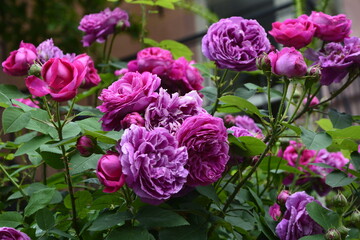 Close-Up Of Pink Roses.Bush of pink roses, summertime floral background