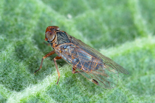 Planthopper, Cixiidae on a green leaf. Macro photo.