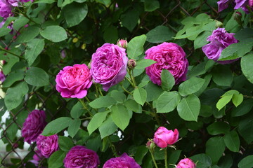 Close-Up Of Pink Roses.Bush of pink roses, summertime floral background