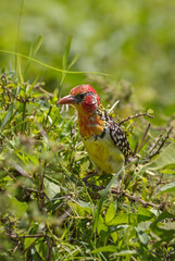 Yellow-breasted Barbet - Trachyphonus margaritatus, beautiful colored barbet from African bushes and savannahs, Tsavo East, Kenya.