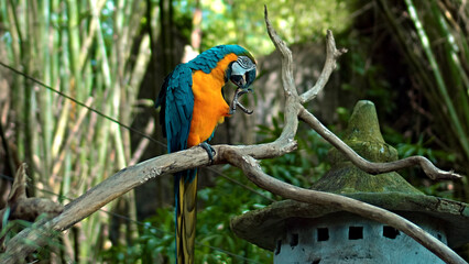 Parrot ara with yellow and blue feathers in its usual habitat with green grass and sprawl