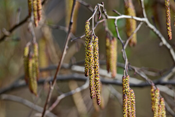 Schwarzerle, Schwarze Erle // European black alder (Alnus glutinosa)