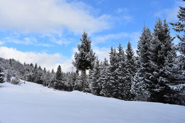 Fototapeta na wymiar Alpen-Winter-Wald