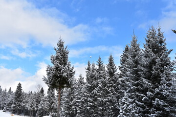 Alpen-Winter-Wald