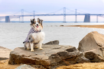 smiling dog at beach with chesapeake bay bridge in background - obrazy, fototapety, plakaty