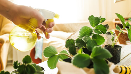 Spraying green young leaves of strawberry sprouts from a spray gun before transplanting into the...