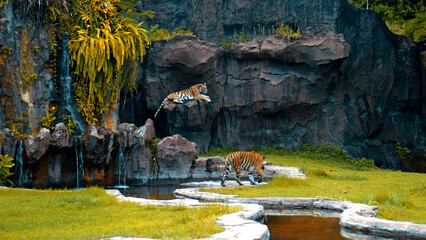 Males of wild tigers run along the grass at the rocks study