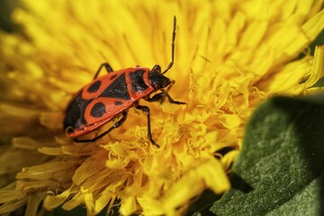 beetle on a flower