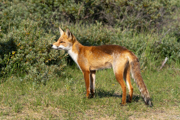 Young Red Fox, the largest of the true foxes, standing in a dune area near Amsterdam