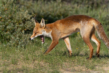 Young Red Fox, the largest of the true foxes, walking and jawning showing his teeth  in a dune area near Amsterdam