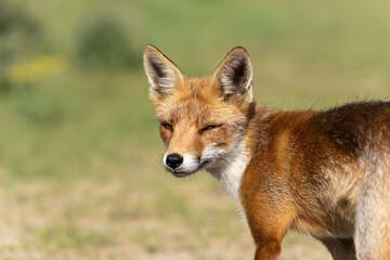 Portrait of a Young Red Fox, the largest of the true foxes, walking in a dune area near Amsterdam
