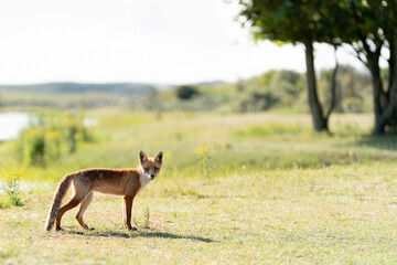 Young Red Fox, the largest of the true foxes, standing staring in a dune area near Amsterdam