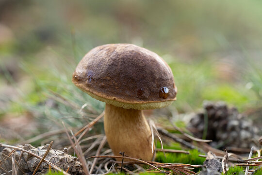 Suillellus luridus ( formerly Boletus luridus ) commonly known as the lurid bolete close up with grass and pineapple