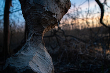 a tree gnawed by a beaver