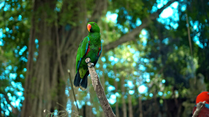 Parrot green Eclectus roratus with green feathers in the usual habitat with green grass and sprawl