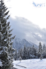 Alpen-Winter-Wald