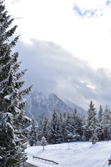 Alpen-Winter-Wald