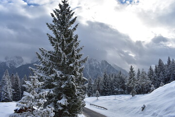 Alpen-Wälder-Winter