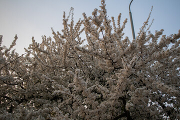 blooming white tree