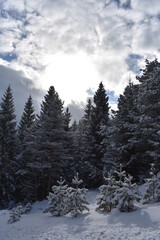 Alpen-Wälder-Winter