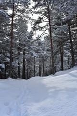 Alpen-Wälder-Winter