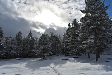 Alpen-Wälder-Winter