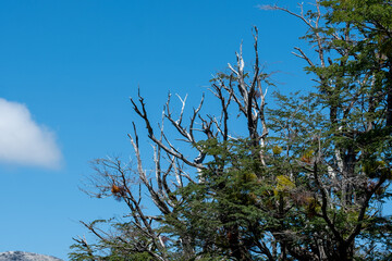 Trees and sky	
